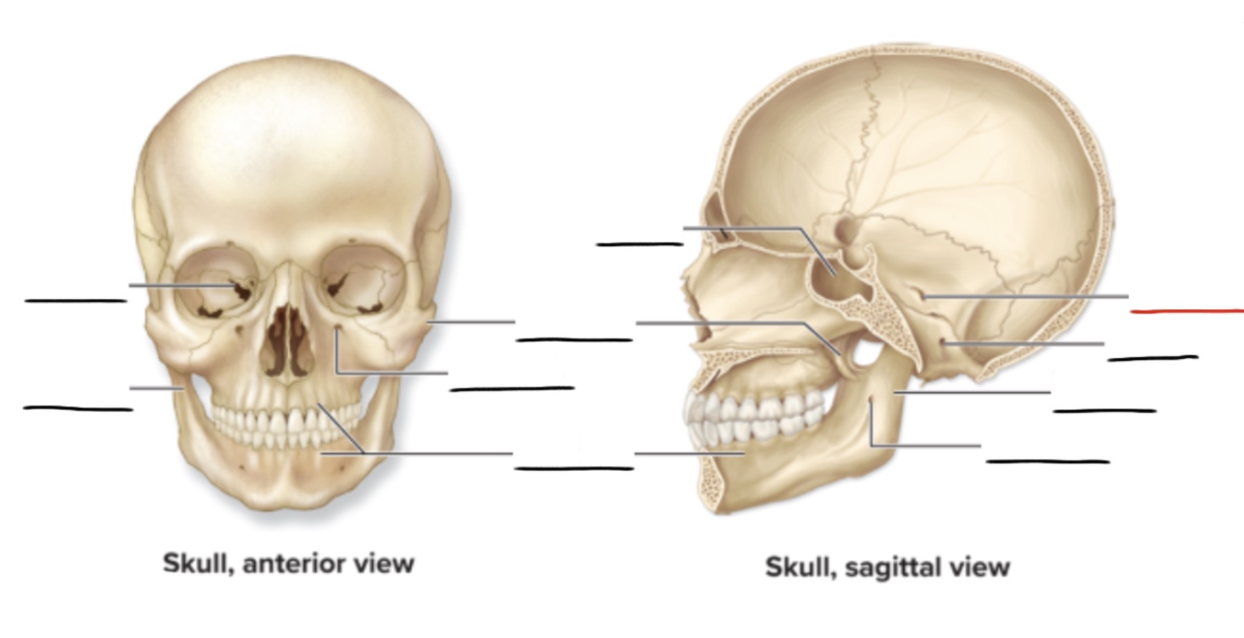 <p><strong>Anatomic Term</strong></p><p>Description</p><p>(General Structure)</p>