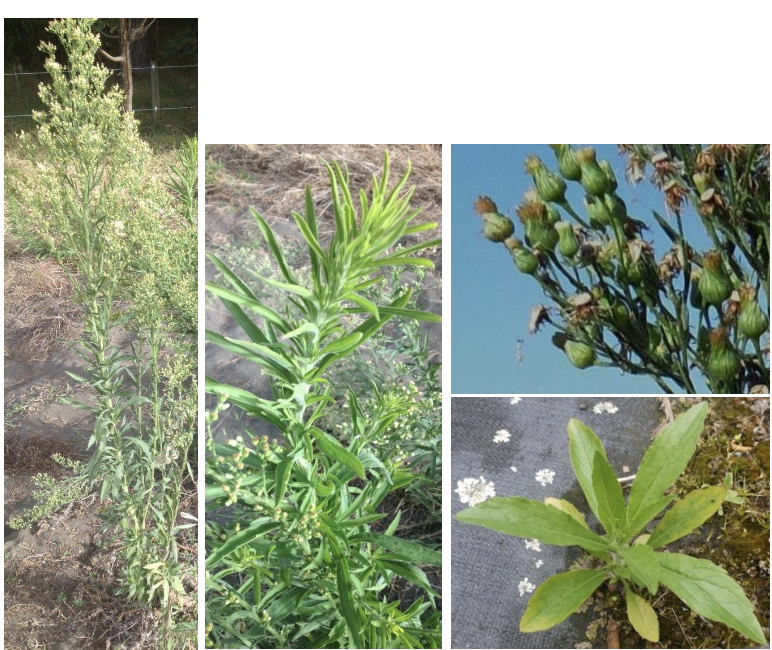 <p><strong>Plant family:</strong> Asteraceae<br><strong>Life cycle:</strong> Annual to biennial<br><strong>Key persistence / spread:</strong> Wind‑dispersed seed<br><strong>Farming systems:</strong> Pastures, roadsides, waste areas</p><p><strong> How to identify</strong></p><p>It begins as a flat basal rosette with oval to spoon‑shaped leaves. The leaf margins are shallowly toothed, with teeth pointing toward the leaf tip rather than back toward the base. Leaves are softly hairy and slightly sticky to touch.</p><p>As the plant bolts, it produces one or more tall, upright stems that are mostly unbranched until near the top. Leaves on the stem become progressively smaller and narrower.</p><p>Flower heads are small and not showy, lacking obvious white petals. The plant becomes most noticeable when seed is released, as masses of fine wind‑blown seed spread rapidly.</p><p>Often confused with daisy rosettes, but the rosette leaves are broader and less deeply lobed.</p>