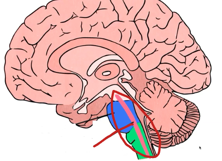 <p>Reticular Activating System (RAS)</p>
