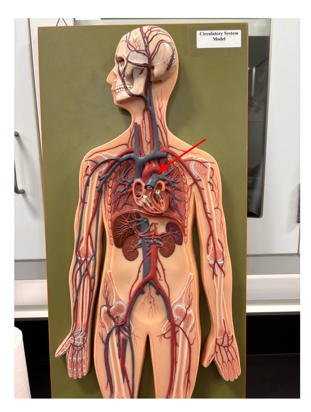 <p>name the blood vessel</p>