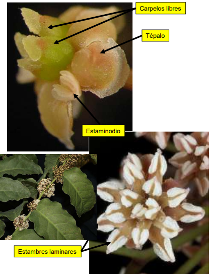 <ul><li><p>Única familia, Amborellaceae, con un único género y una especie, Amborella trichopoda, endémica de Nueva Caledonia.</p></li><li><p><strong>Arbusto </strong>con hojas simples dispuestas en <strong>espiral </strong>y <strong>dísticas</strong>.</p></li><li><p>Plantas <strong>dioicas.</strong></p></li><li><p>Flores<strong> unisexuales homoclamídeas</strong>:</p><ul><li><p>Flor femenina con 5-6 carpelos <strong>apocárpicos </strong>no cerrados.</p></li><li><p>Flor masculina con 12-21 estambres laminares en espiral.</p></li></ul></li></ul><p></p>