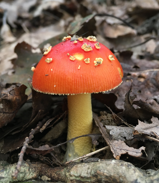 <p>Amanita parcivolvata</p><p>Mycorrhizal</p>