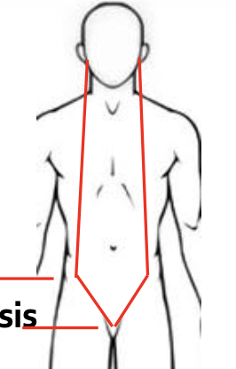 <p><span>外耳道 </span></p>