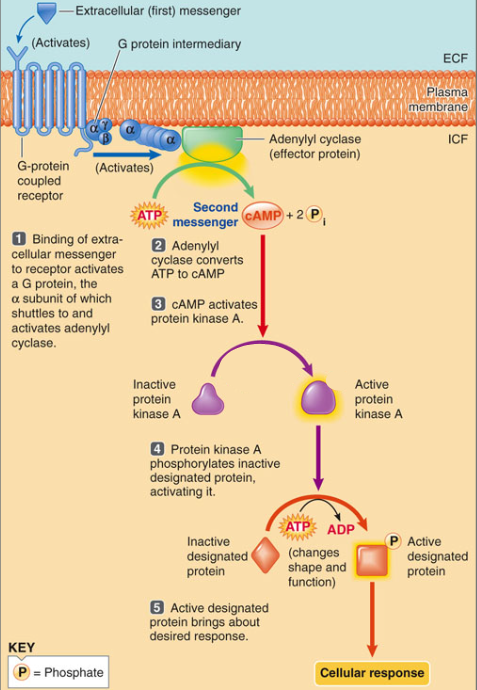 <ol><li><p>Binding of extra-cellular messenger (<strong>hormone</strong>) to receptor activates a G protein</p><ol><li><p>G protein α-subunit shuttles to adenylyl cyclase to activate it</p></li></ol></li><li><p>Adenyl cyclase converts ATP to cAMP</p></li><li><p>cAMP activates protein kinase A</p></li><li><p>Protein kinase A phosphorylates inactive designated protein, activating it. This is done through the targeting of:</p><ol><li><p>Ion channels (&amp; other transporters)</p></li><li><p>Enzymes</p></li><li><p>Transcription factors (alter gene transcription, so this response takes longer)</p></li></ol></li><li><p>Active designated protein brings about desired response</p></li></ol><p></p>
