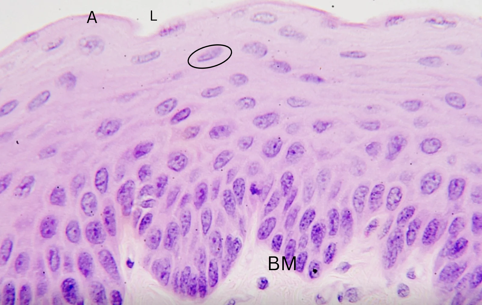 term image