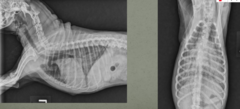 <p>What heart signs does this dog have and is he in heart failure?</p>