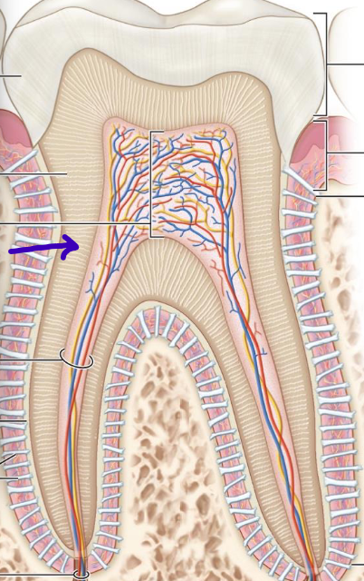 <p>primary mass; much harder than bone</p>