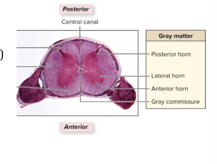 <p>inner, contains nerve cell bodies, unmyelinated axons, glial cells and interneurons</p>