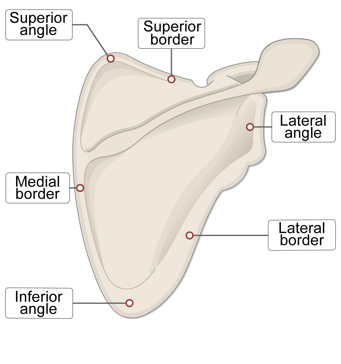 <p>Superior Angle</p>