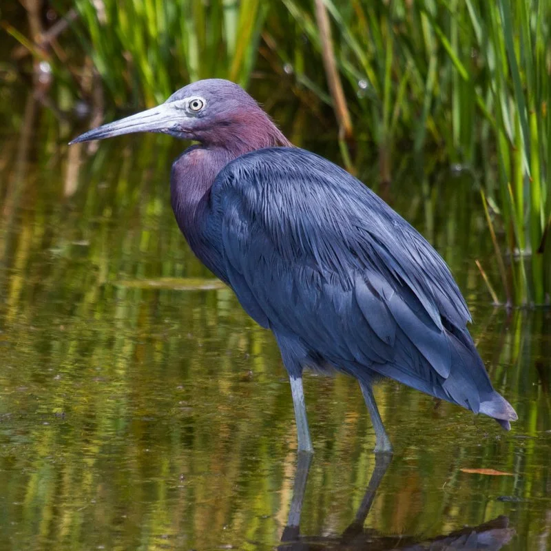 <p>Common:</p><p>Order:</p><p>Family:</p>