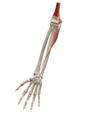 <p>what muscle and action is this </p>