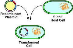 <p>DNA produced by combining DNA from different organisms (DNA is cut out of one organism and recombined with another organism's DNA)</p>