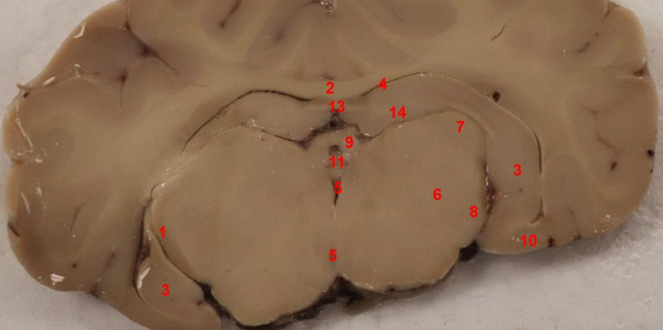 <p>what is this (13)</p>