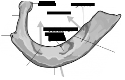 <p>what rib is this and what are the parts</p>