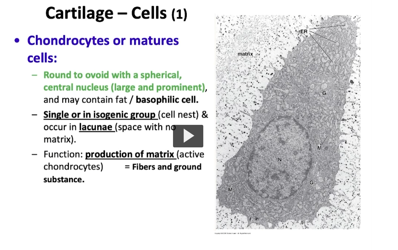<p>In this slide, we will begin talking about the cells. In this electron micrograph, we have a chondrocyte. A typical cell of mature cartilage tissue. It is a big cell, a round or oval shaped central spherical nucleus and contains all of the typical organelles of a cell. It also has a basophilic nucleus within its cytoplasm, containing a rough endoplasmic reticulum and Golgi Apparatus because the chondrocyte is responsible for synthesizing the matrix of cartilage tissue. The chondrocytes are well associated with isogenous groups and you will also see them in what is known as lacunae. </p><p>You will be able to observe that every chondrocyte creates a space within the matrix, and that space where the chondrocyte is placed is named a lacunae.  </p>