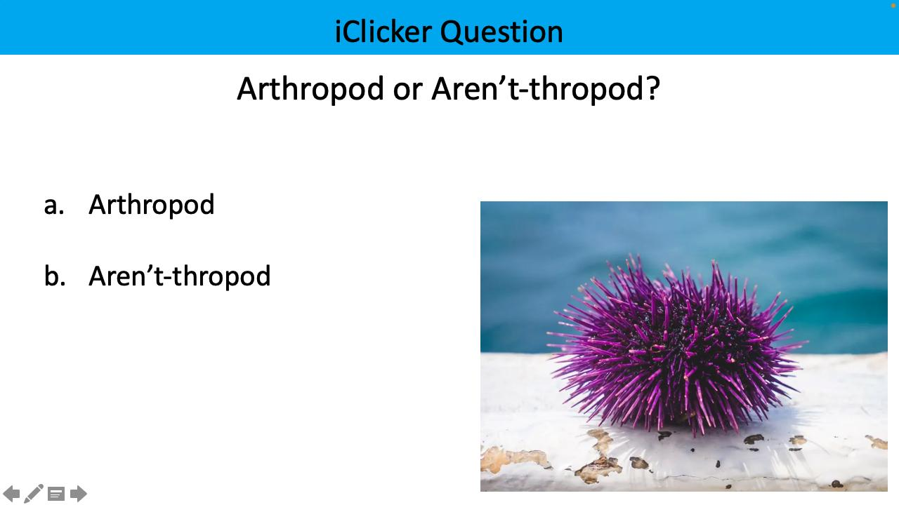 <p>arthropod or aren’t-thropod?</p>
