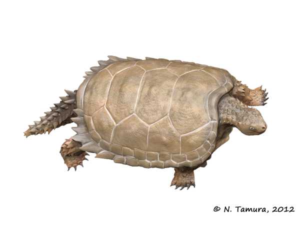 <ul><li><p>ancestral condition from Reptilomorphs?</p><ul><li><p>no temporal fenestra</p></li><li><p>produced turtles</p></li><li><p>oldest fossil turtles: Triassic</p><ul><li><p>Proanochelys quenstedti</p><ul><li><p>most ancient turtle in Germany </p></li><li><p>lower (earlier) Triassic</p></li></ul></li></ul></li></ul></li></ul><p></p>