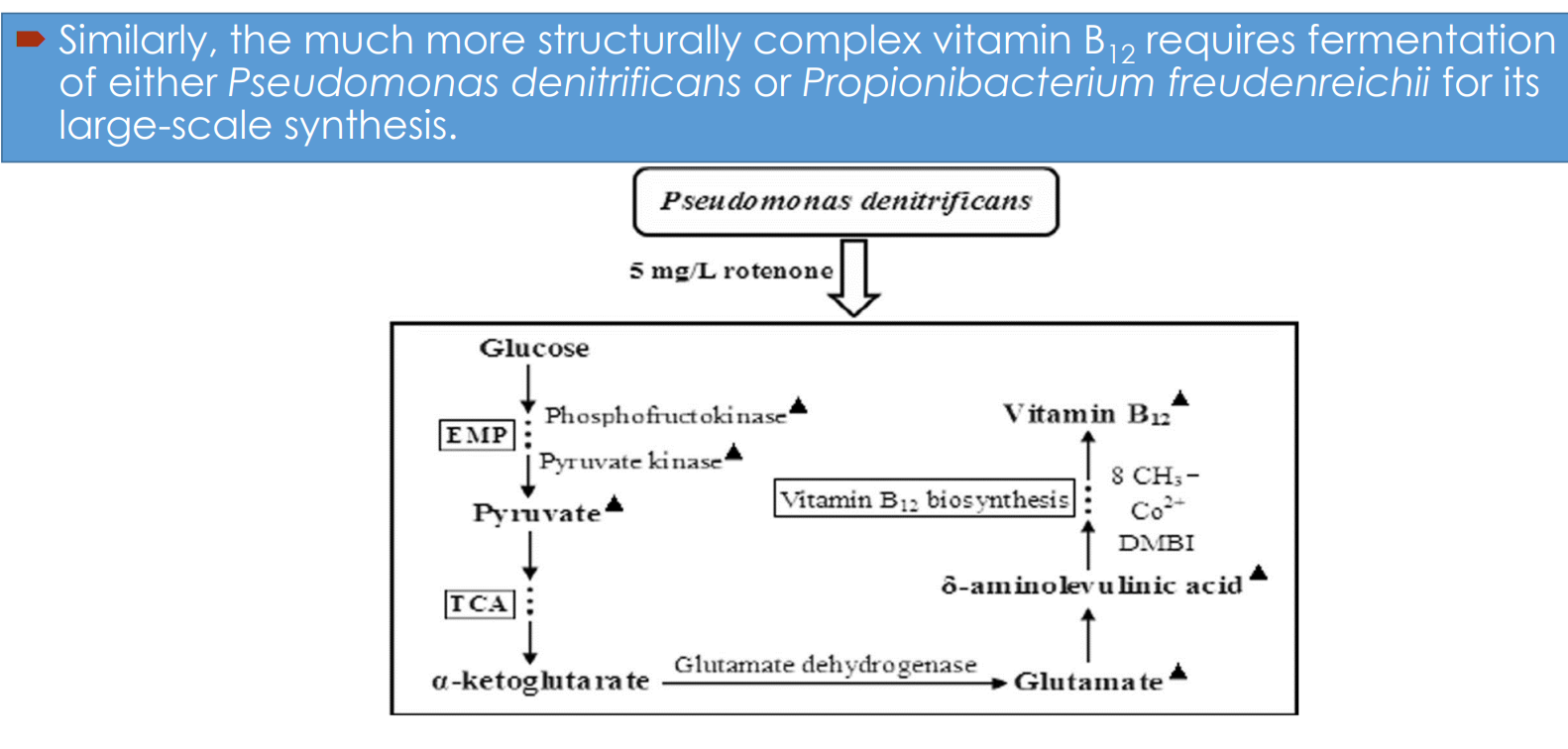 <p><strong>Vitamin B₁₂ fermentation pathway engineering: </strong>Central carbon metabolism drives precursor supply</p>