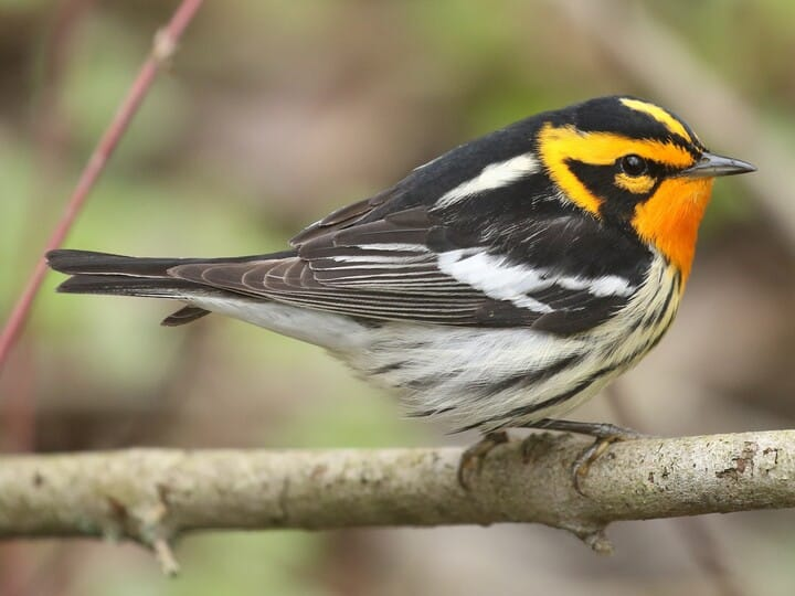 <p>blackburnian warbler</p><p>black/orange face + throat<br>black triangle on face <br>distinct white wing patch </p>
