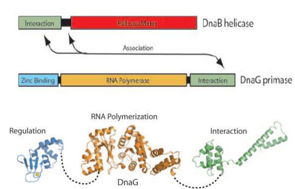 <p>Struktūra: </p><ul><li><p>Cinko pirštų motyvą turintis ZBD domenas N -gale , reikalingas sąveikai su DNR </p></li><li><p>Su DNR helikaze sąveikaujantis HBD domenas C -gale </p></li><li><p>RNR Polimerazės domenas</p></li></ul><p></p>