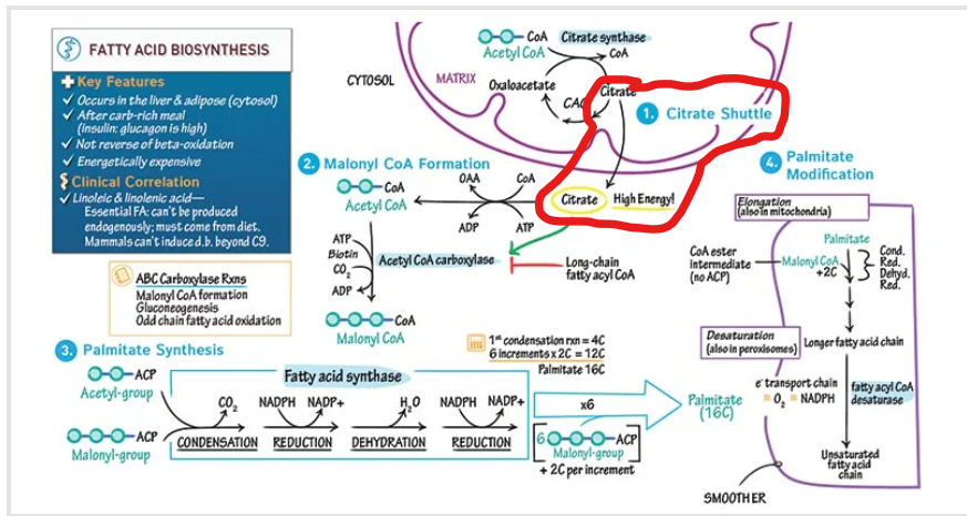 <p>How will acetyl-CoA get transported out of the mitochondria into the cytosol for fatty acid synthesis</p>