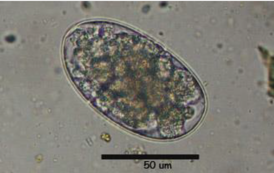 <p><span style="color: blue;">Describe morphological characteristics of Strongylida eggs</span></p>