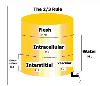 <p>interstitial fluid makes up 2/3 of extracellular volume </p>