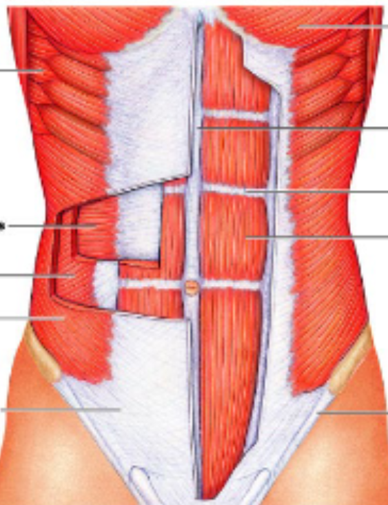 <p>pectoralis major</p>