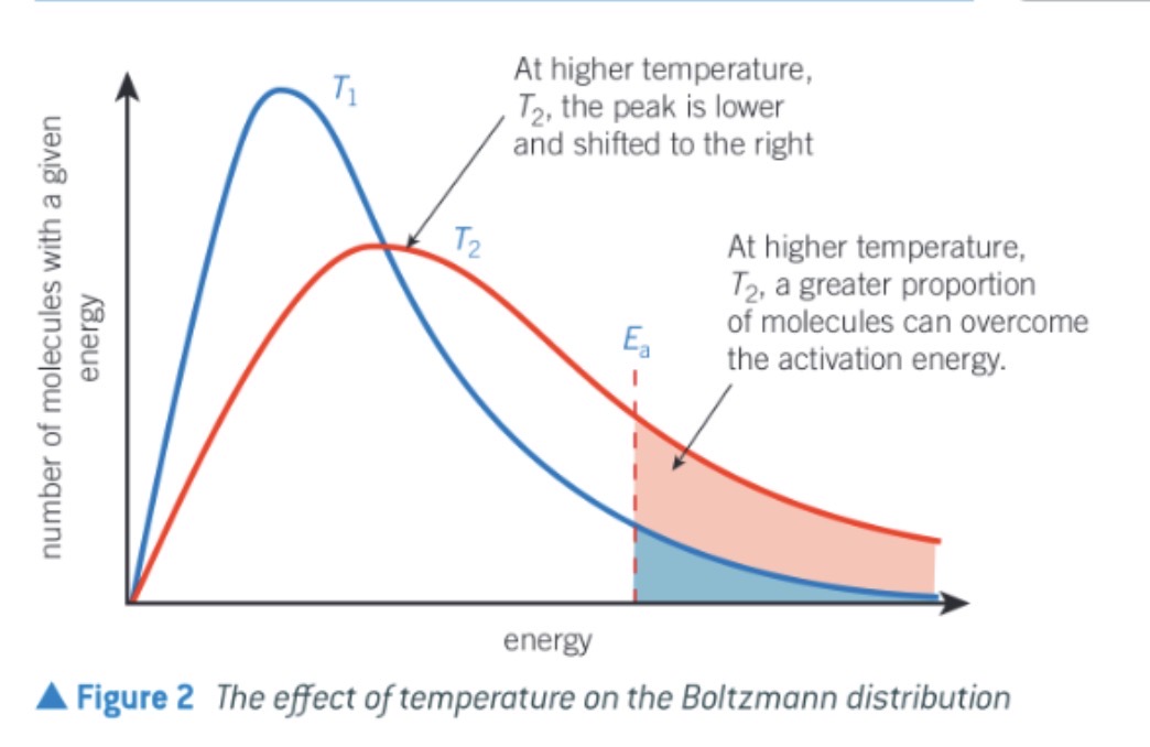<ul><li><p>as temp increases, the average energy of the molecules also increases</p></li><li><p>A small proportion of the molecules will still have low energy, but more molecules have higher energy</p></li><li><p>The graph is therefore stretched over a greater range of energy values</p></li><li><p>The peak of the graph is lower on the y axis and further along the x axis - the peak is at a higher energy</p></li><li><p>The number of molecules is the same, so the area under the curve remains the same</p></li></ul><p></p>