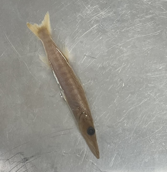 <p>Family Sphyraenidae (barracudas) - <em>Sphyraena barracuda</em></p>