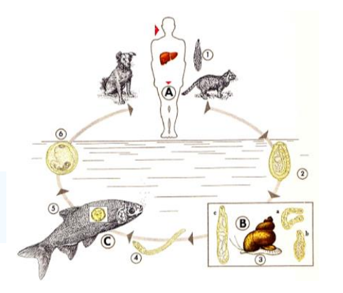 <p>snails and fish </p>