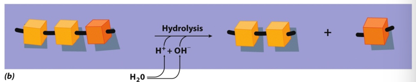 <p>Hydrolysis</p>