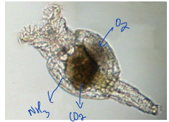 <p>what is this?</p>