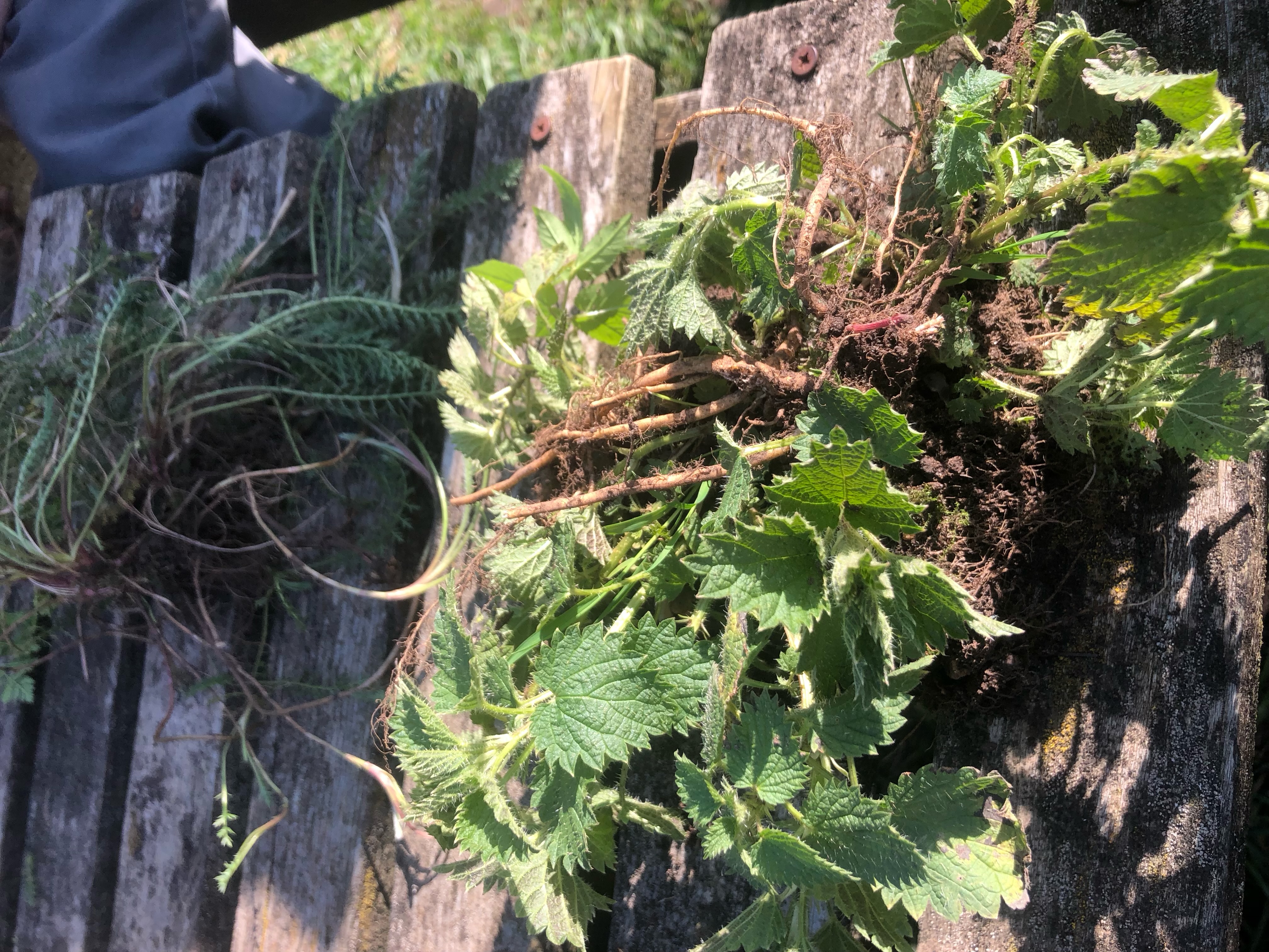 <p>Urtica dioica hardiness </p>