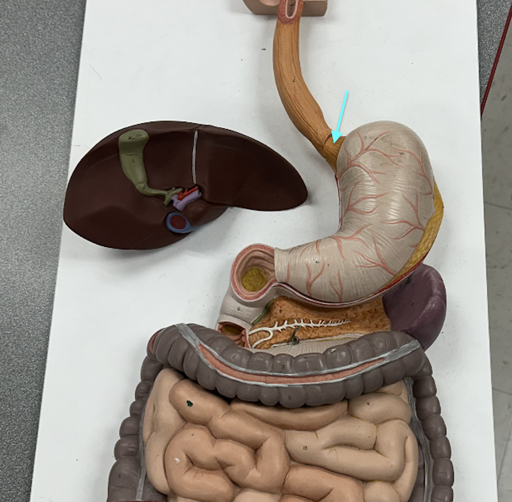 <p>Identify this structure</p>