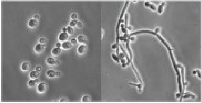 <p><span style="color: rgb(253, 253, 253);">You inoculate a pure culture onto a petri dish, but when you look at the culture after it has grown, you find both organisms shown at the right. What is the best explanation for this?<br>A. Your pure culture was a fungus.<br>B. Your culture was contaminated with prokaryotes.<br>C. Your bacterial culture was contaminated with phage.<br>D. You plated a culture of algae.<br>E. Some of the protozoa you plated have formed spores.</span></p>