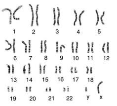 <p>a picture of an organism's genome and can be used for chromosomal anlysis</p>