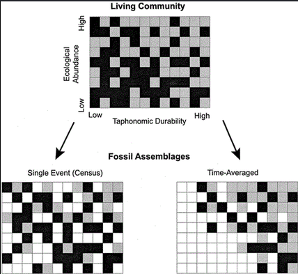 <p>Define "temporal and spatial mixing" as related to taphonomic durability and ecological abundance</p>