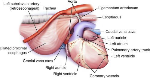 <p>Cranial thoracic esophageal dilatation</p>