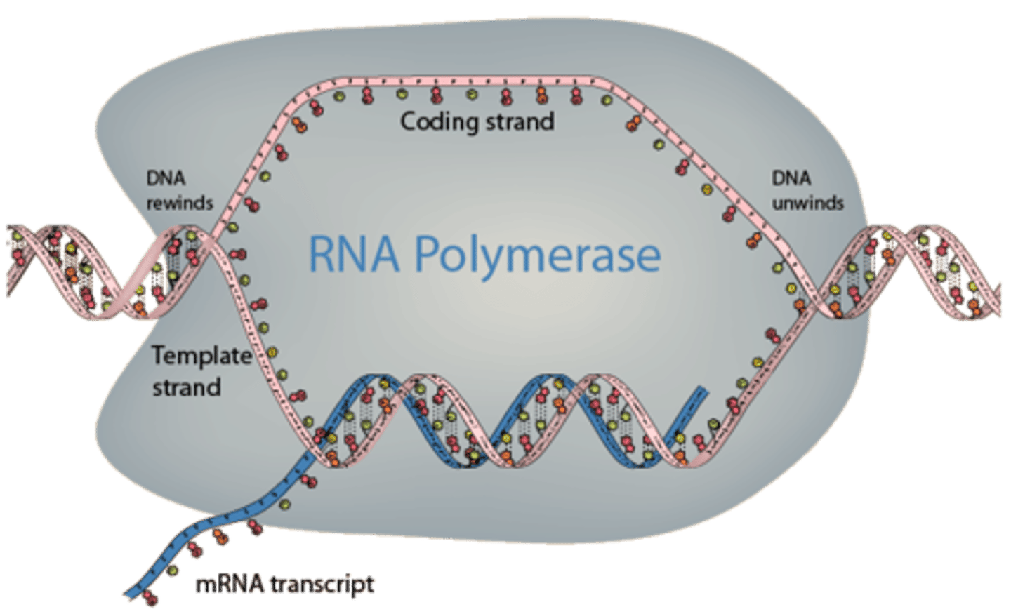 <p>enzyme that links together the growing chain of RNA nucleotides during transcription using a DNA strand as a template</p>