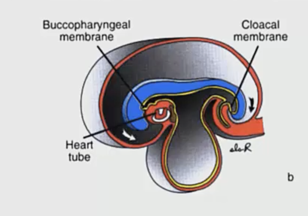 <p>During the lateral folding of the amniotic cavity, the rapidly growing brain also plays a role. Explain this.</p>