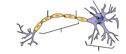 <p>Name the structures </p>