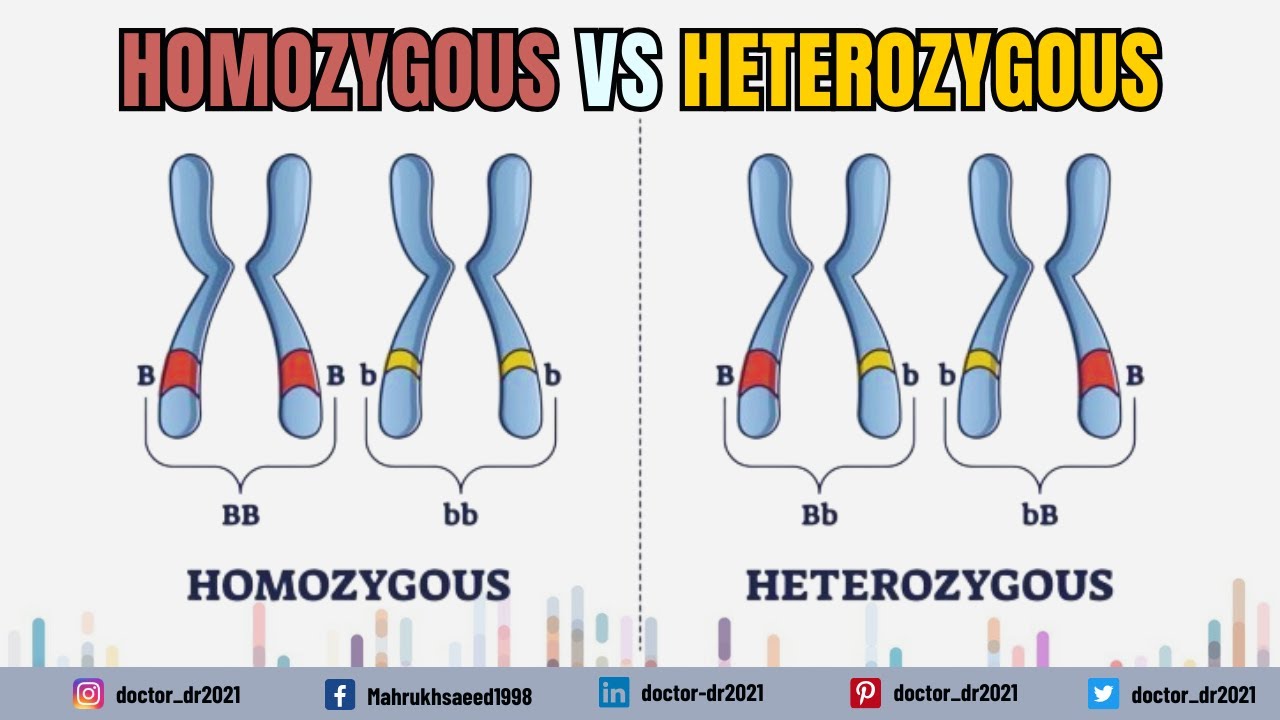 <p>what is homozygous?</p>