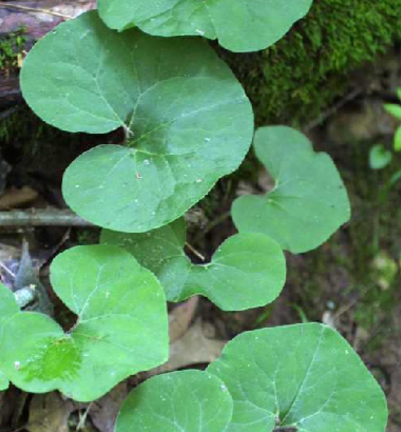 <p>Aristolochiaceae</p>