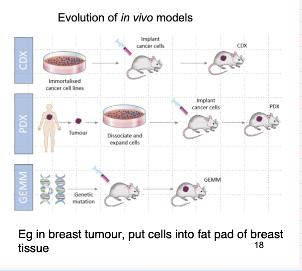 <p> Injection of cell lines/ human tumour tissue</p><p>– Subcutaneous, tail vein, cardiac, orthotopic,</p><p>metastatic site (bone)</p><p>• Over-expression of transgene</p><p>– Powerful promoters eg. CMV, SV40</p><p>• Depletion of gene</p><p>– Knockout</p><p>– short inhibitory RNAs</p><p>• Site-specific expression</p><p>– Gene expression driven by tissue specific promoter</p><p>• Regulated expression</p><p>– Temporal gene induction</p>