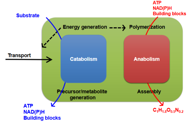<p>ATP</p><p>NAD(P)H</p><p>building blocks</p>