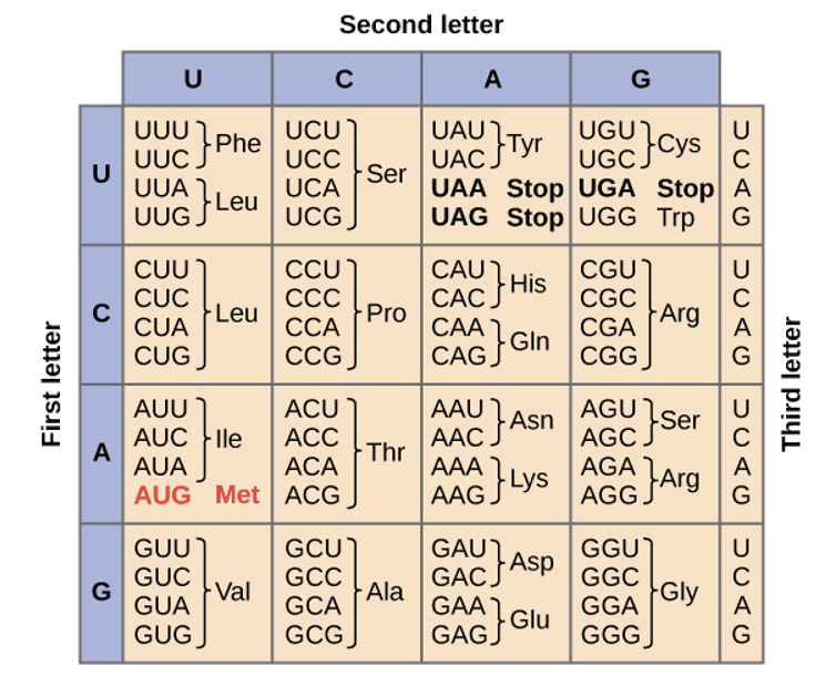 <p><span>Note that the first two bases of a codon for a particular amino acid is highly conserved</span></p>