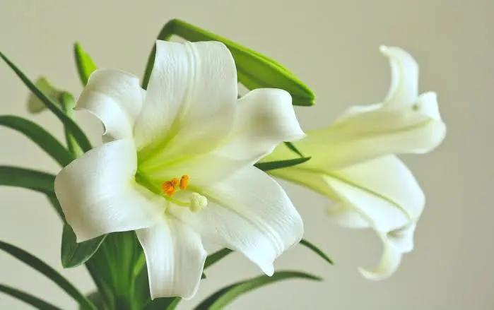 <p>Planta </p>