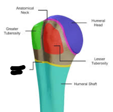 <p>What bone landmark is this within the <strong>Humerus </strong></p>