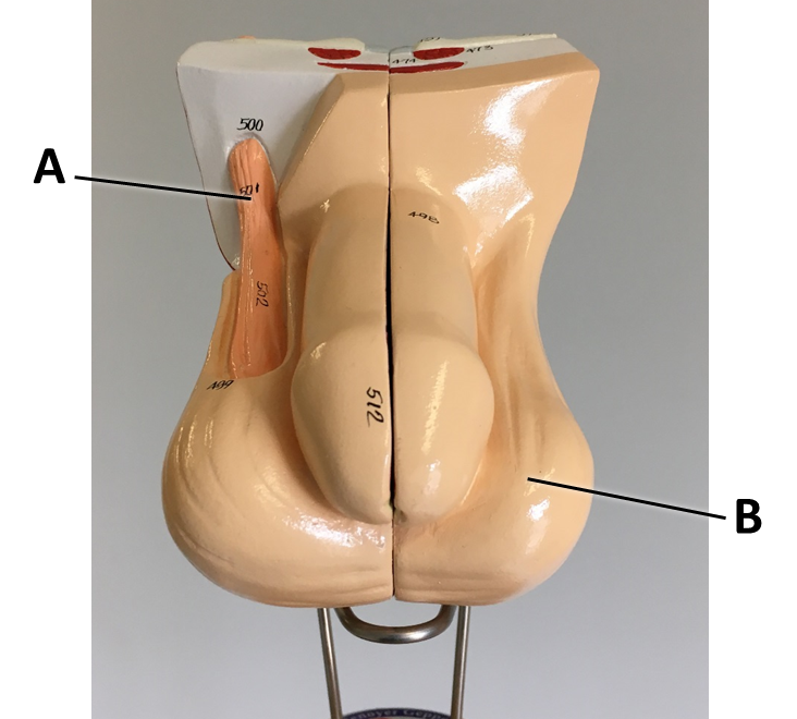 <p><span>Identify the structure labeled with the letter B.</span></p>